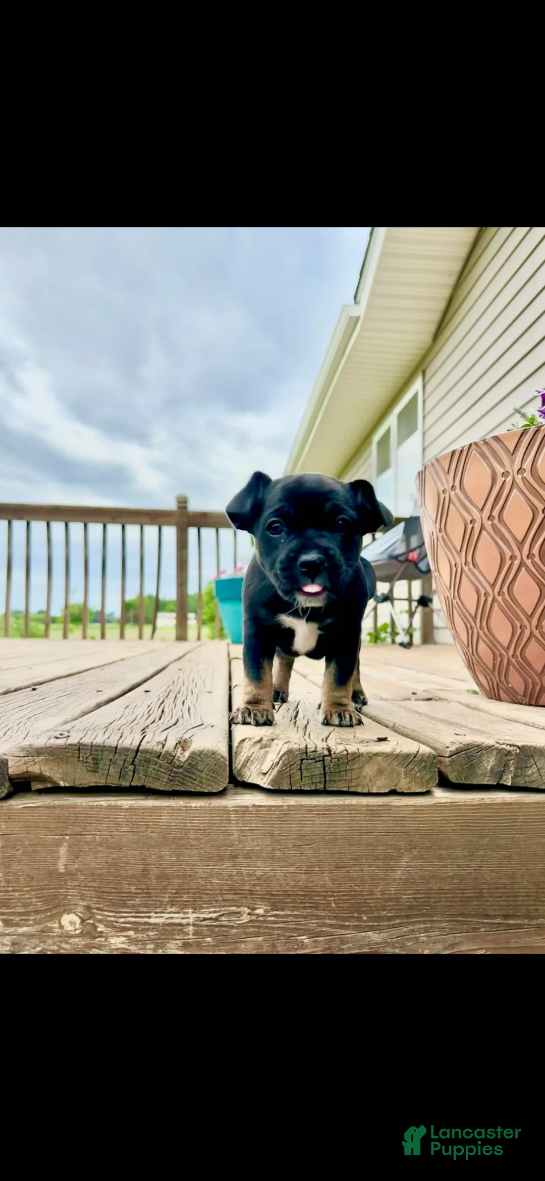 Mixed Breed dogs for sale: Mixed Breed Puppy 2 - Ad 1