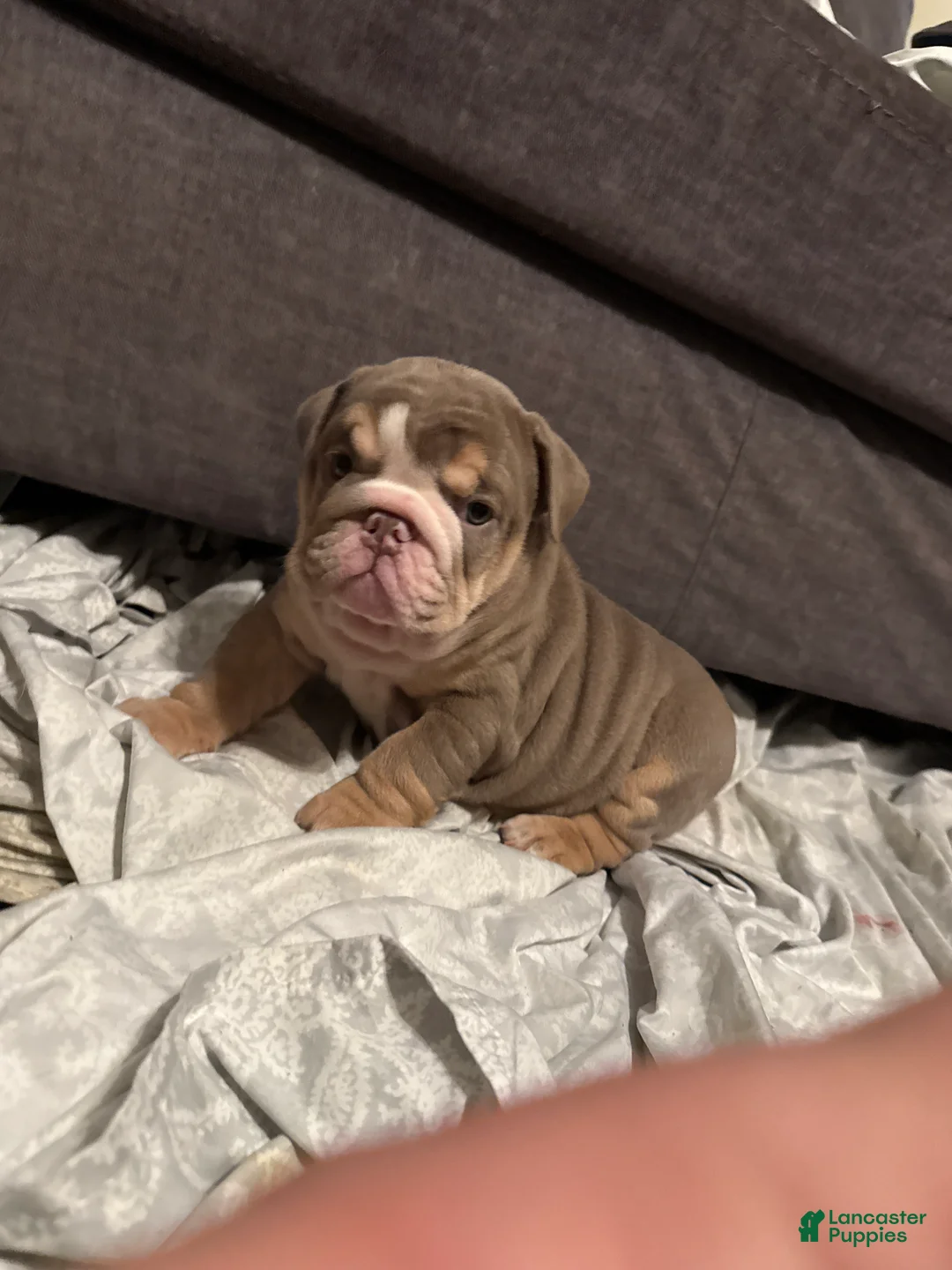 English Bulldog dogs for sale: SKYE - Ad 2