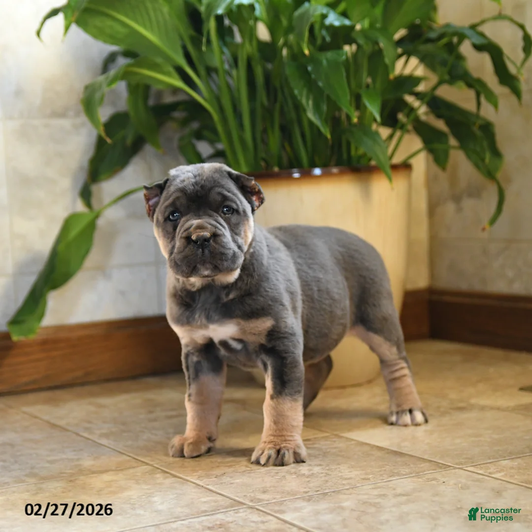 Cane Corso dogs for sale: Wilfred - Ad 2