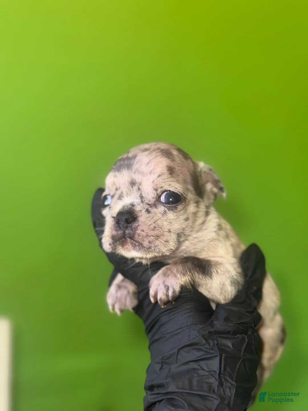 French Bulldog dogs for sale: French Bulldog Puppy 4 - Ad 1