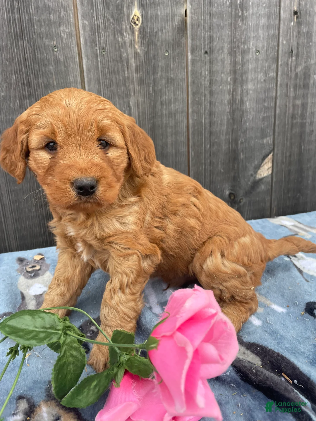 Mini Goldendoodle dogs for sale: Rusty - Ad 3