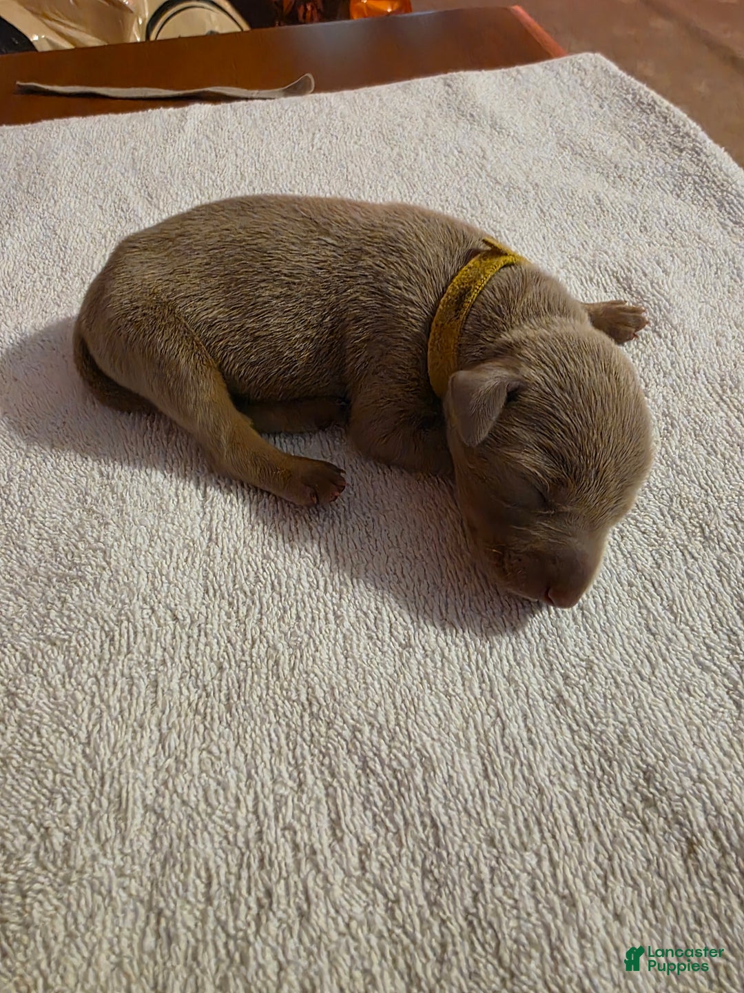 Doberman Pinscher dogs for sale: Doberman Pinscher Puppy 5 - Ad 1