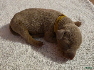 Doberman Pinscher dogs Doberman Pinscher Puppy 5 - Ad 39