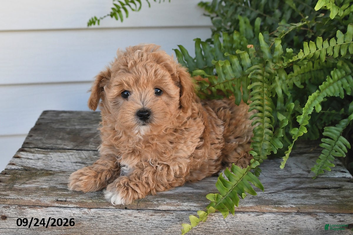 Maltipoo dogs Bowie - Ad 2