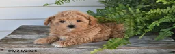 Maltipoo dogs for sale: Bowie - Ad 2