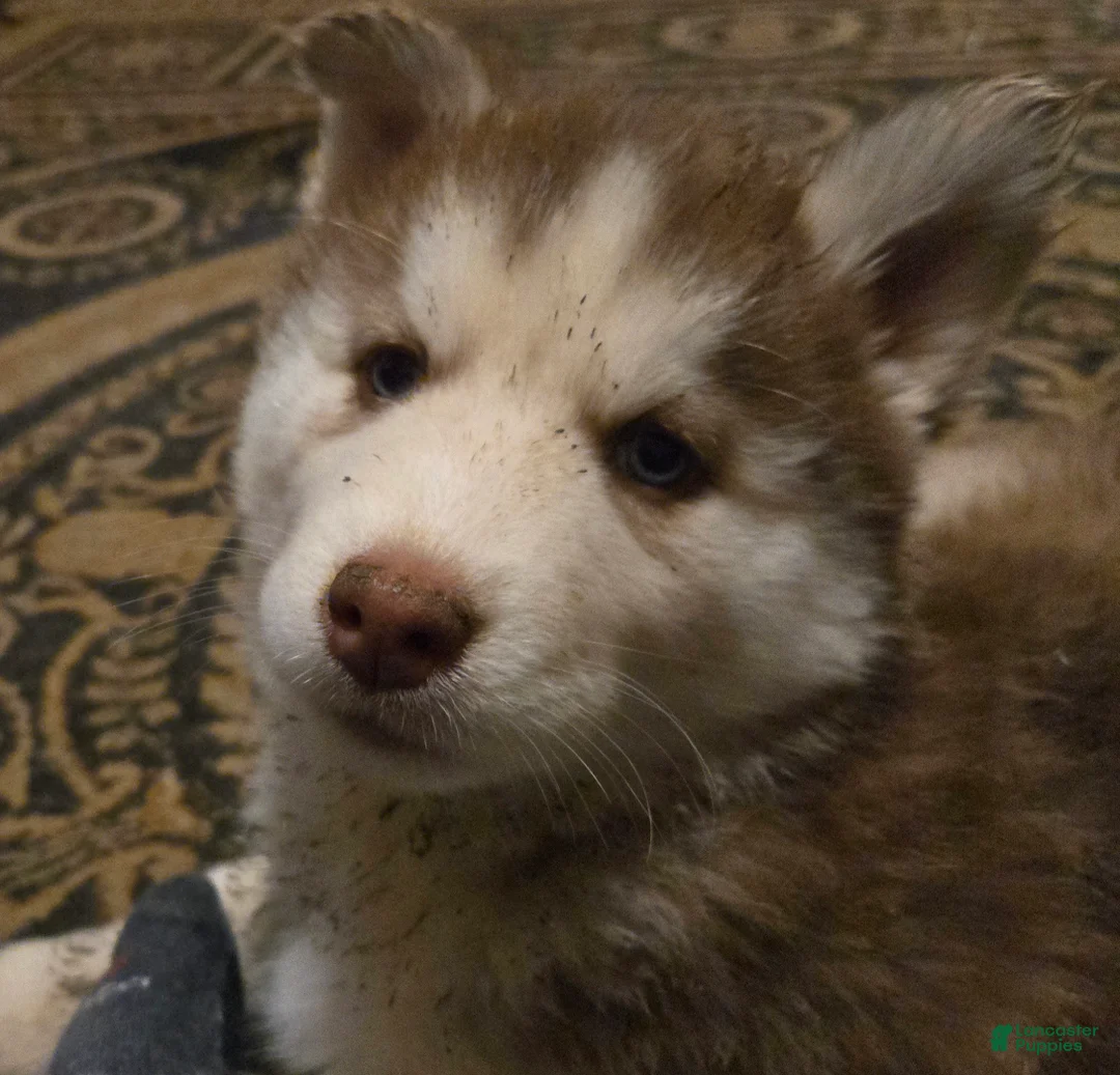 Siberian Husky dogs for sale: Dollie - Ad 2