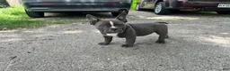American Bully dogs for sale: Ricky - Ad 2
