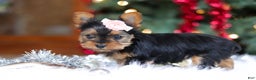 Yorkshire Terrier dogs for sale: Quinn - Ad 7
