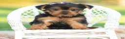 Yorkshire Terrier dogs for sale: Sage - Ad 5