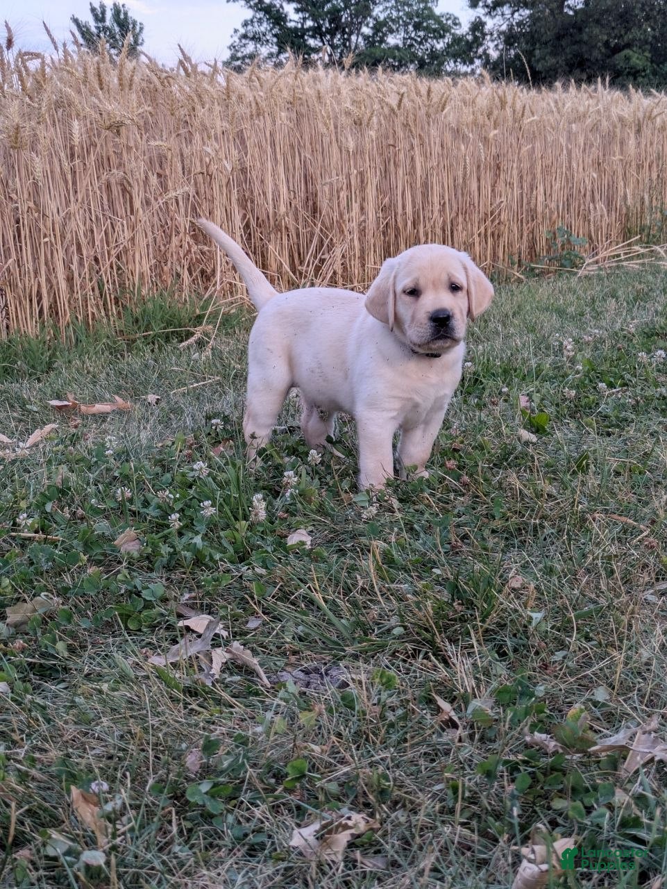 Labrador Retriever dogs Colby - Ad 2