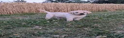 Labrador Retriever dogs for sale: Colby - Ad 2
