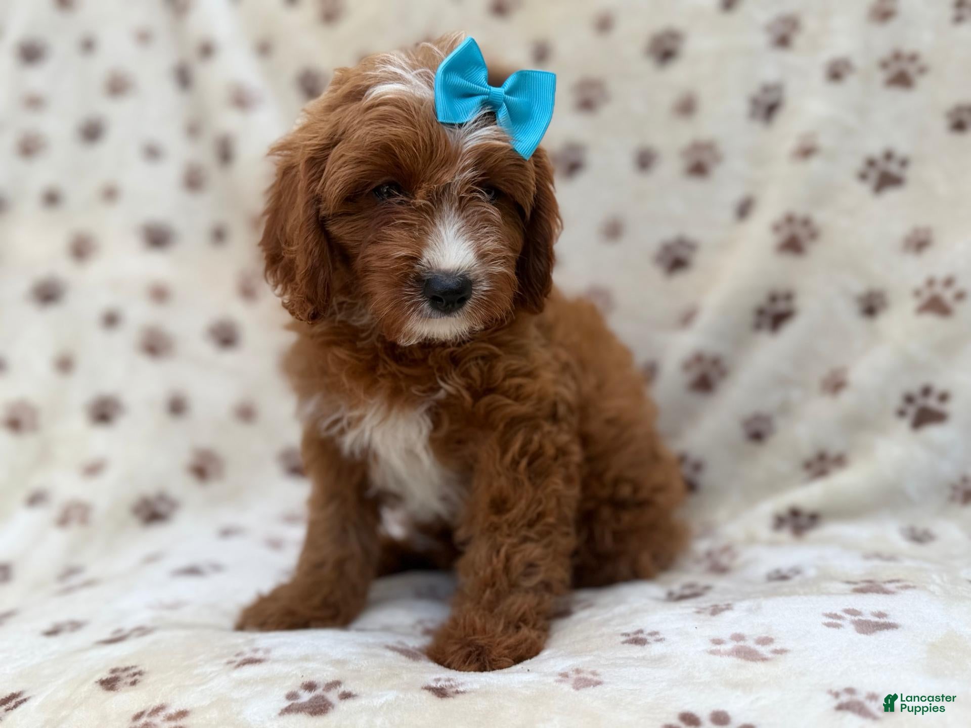 Cavapoo dogs for sale: Bailey - Ad 1