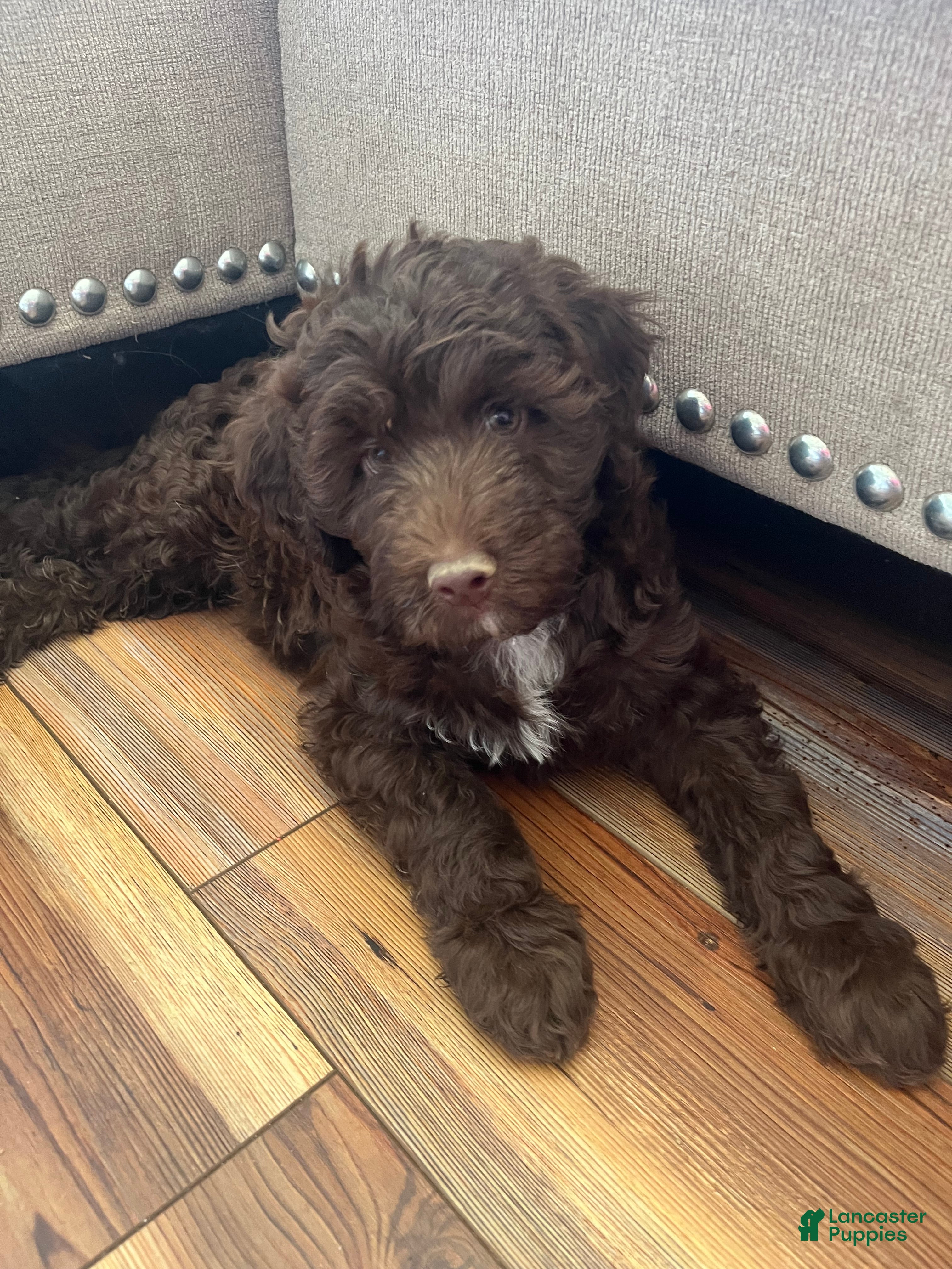 Miniature Labradoodle dogs  Jackson White Chin - Ad 2