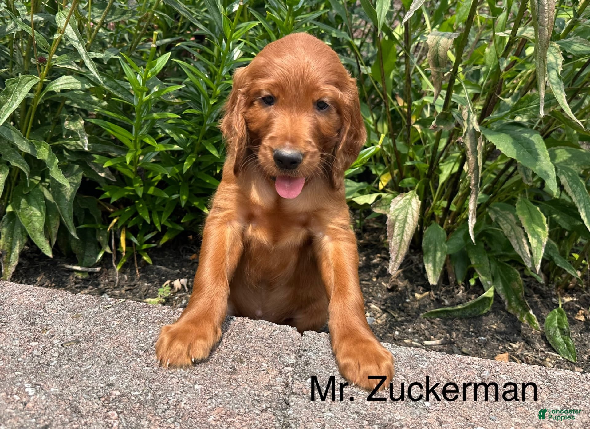 German Shepherd English Setter Mix Puppies German Shepherd Golden