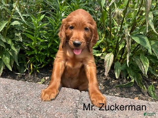 Irish Setter dogs - Ad 6