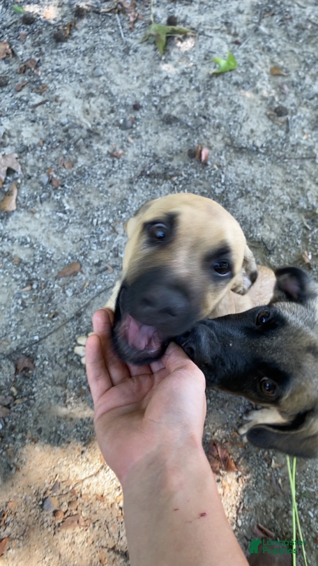 Mixed Breed dogs for sale: Mixed Breed 2 - Ad 2
