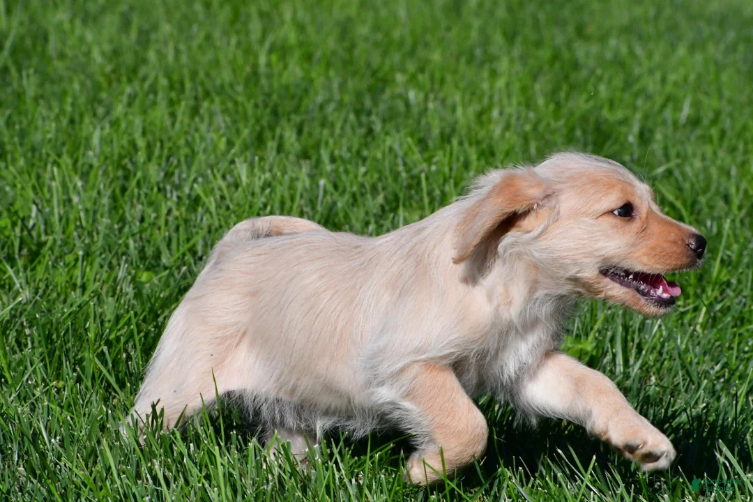 Labradoodle dogs for sale: Sadie - Ad 14