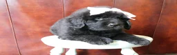 Newfoundland dogs for sale: Miss Anna - Ad 1