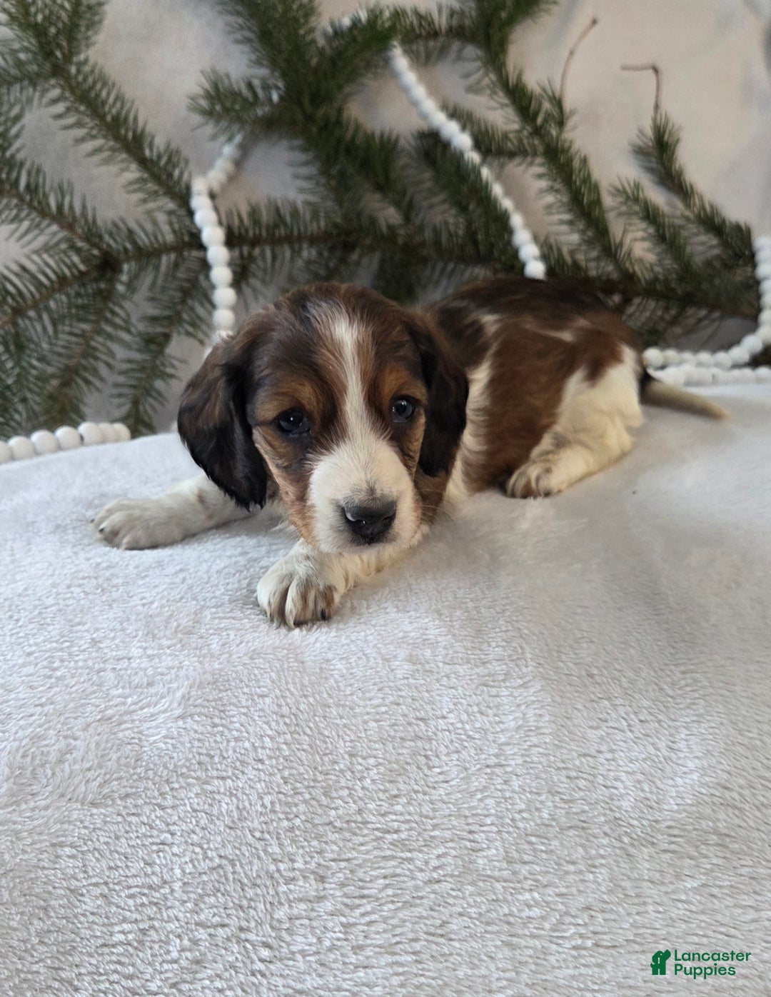 Miniature Dachshund dogs for sale: Peppermint  - Ad 1