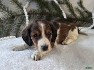 Miniature Dachshund dogs for sale: Peppermint - Ad 1