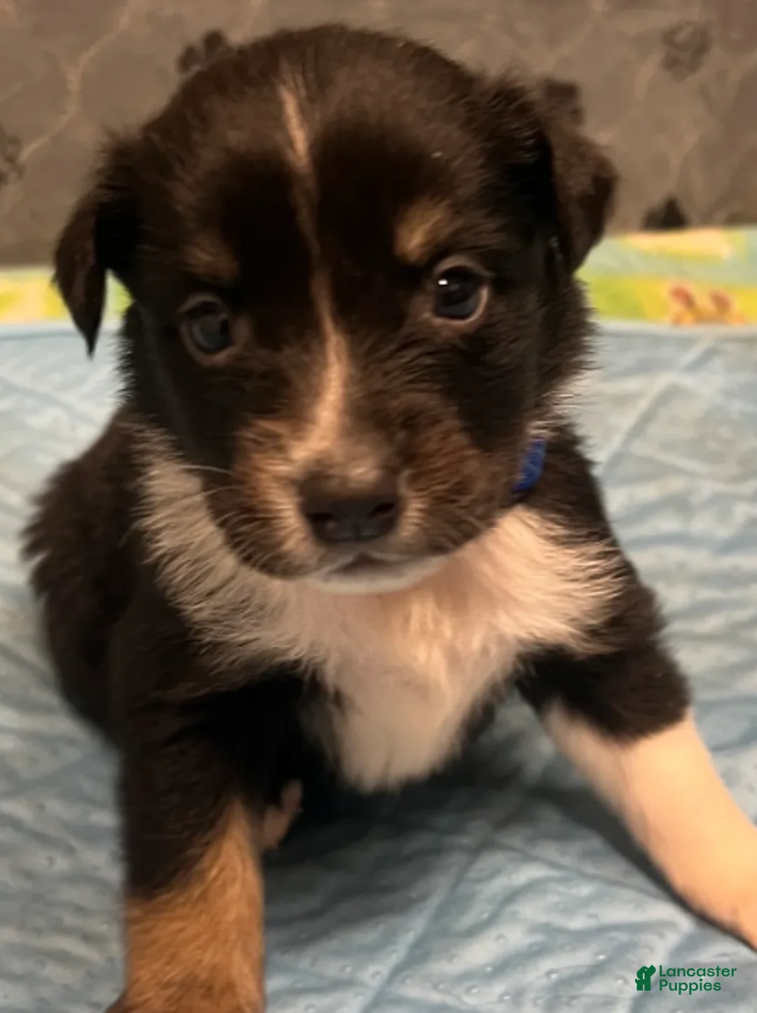 Australian Shepherd dogs for sale: Jelly roll - Ad 2