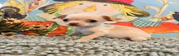 Chihuahua dogs for sale: Pearl  - Ad 2