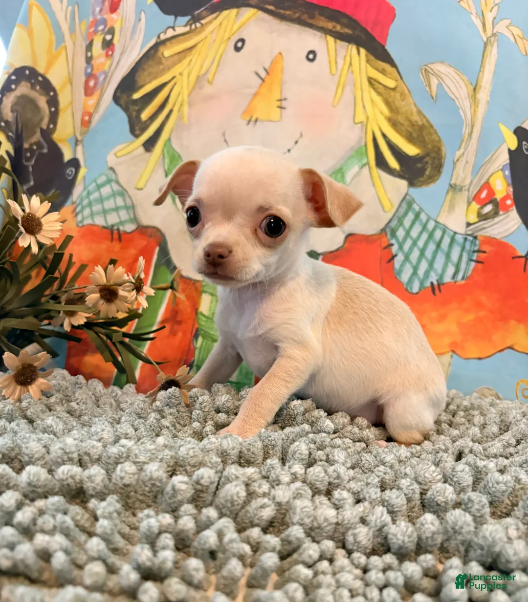 Chihuahua dogs for sale: Pearl  - Ad 2