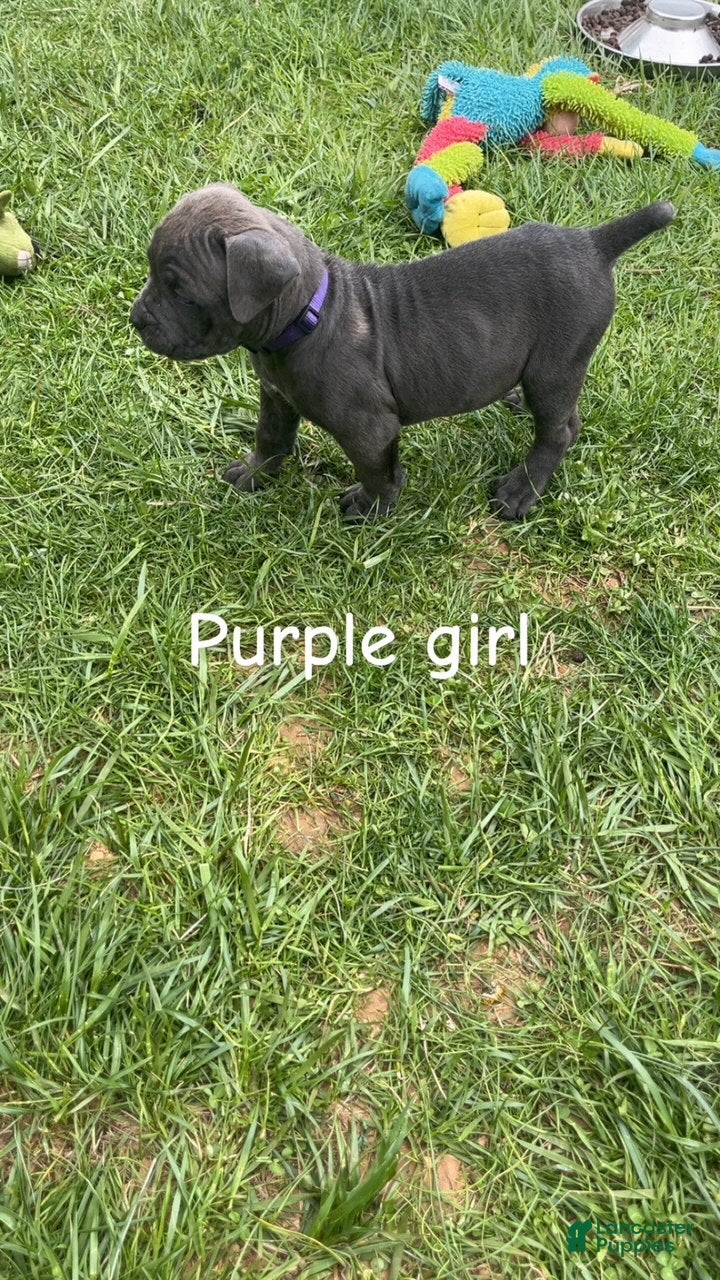 Cane Corso dogs Cane Corso Puppy 4 - Purple Girl - Ad 1