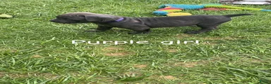 Cane Corso Puppy 4 - Purple Girl