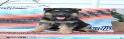 German Shepherd dogs for sale: Lucky - Ad 1