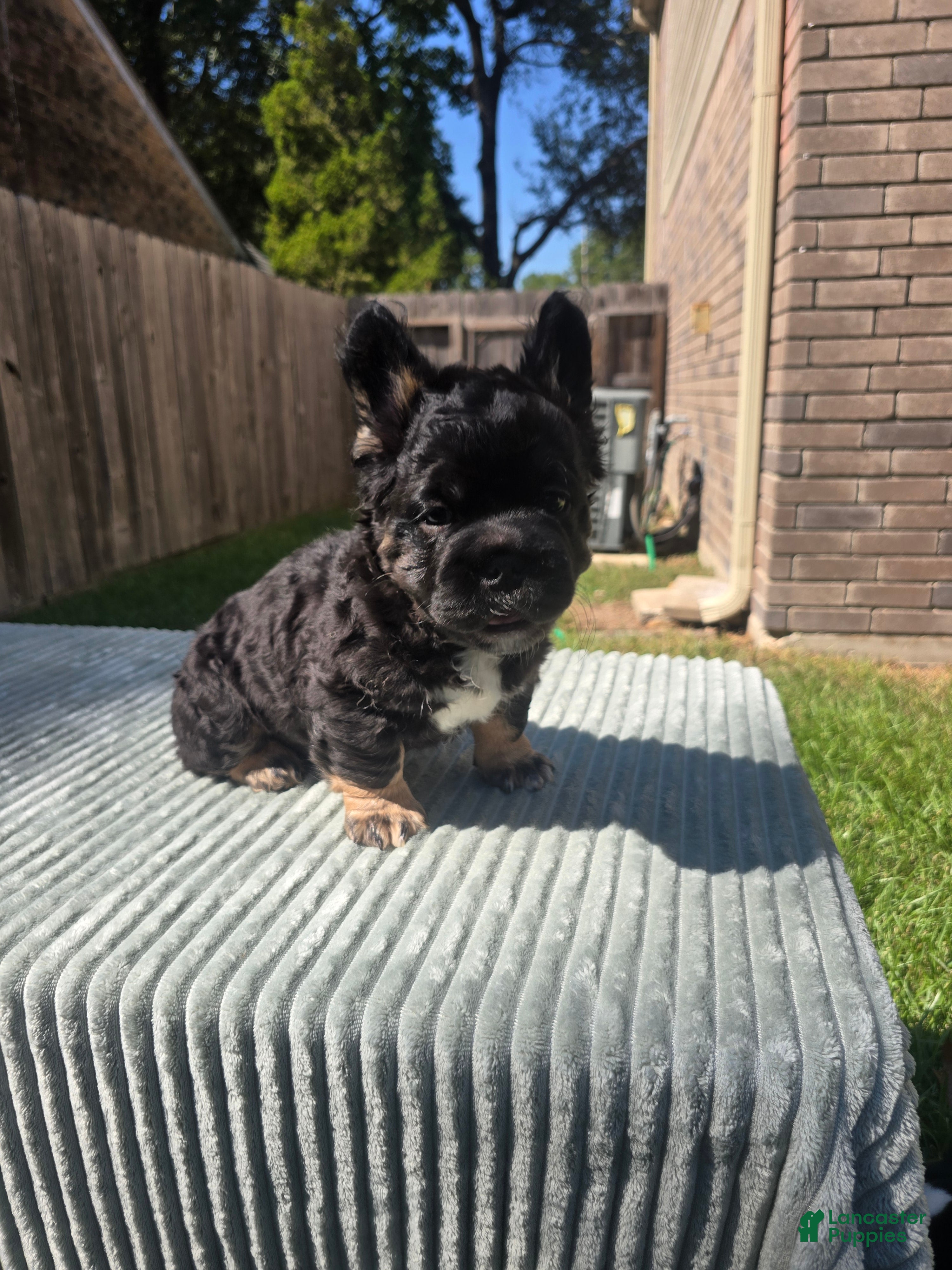French Bulldog dogs for sale: Bruce - Ad 1