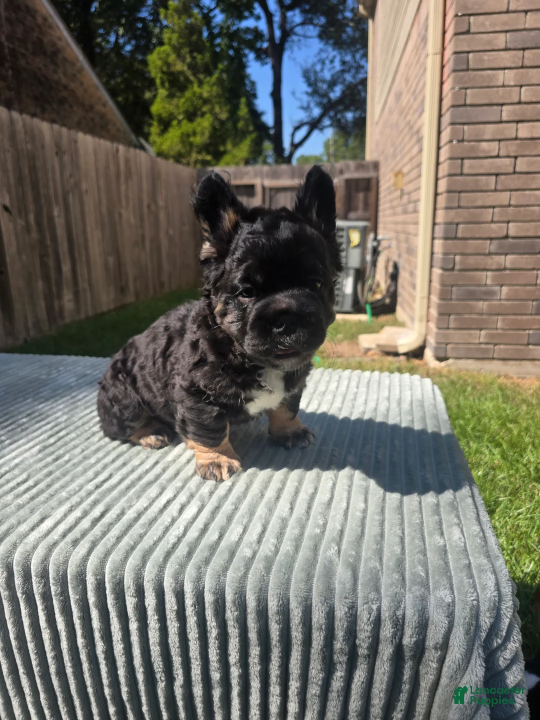 French Bulldog dogs for sale: Bruce - Ad 1
