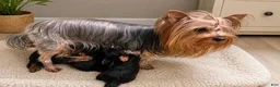 Yorkshire Terrier dogs for sale: Eli - Ad 5