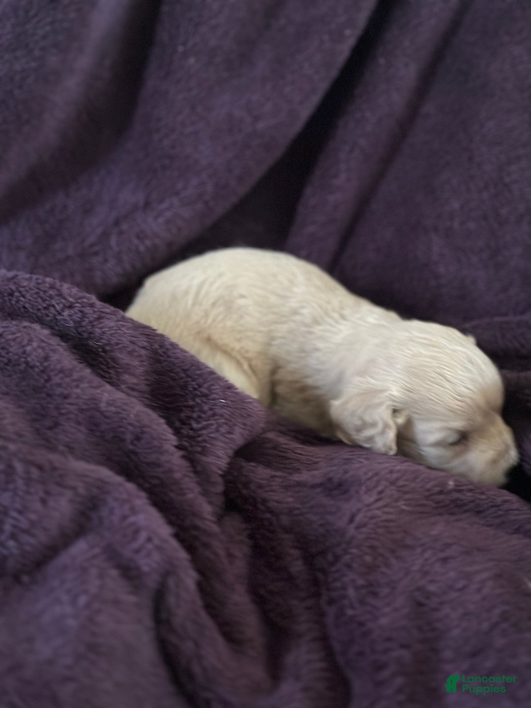 Mini Goldendoodle dogs for sale: Bean - Ad 2