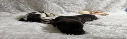 Great Dane dogs for sale: Hades - Ad 3
