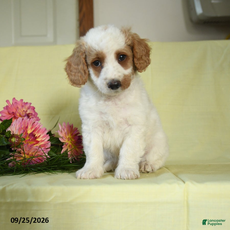 Mini Goldendoodle dogs for sale: Thor - Ad 1