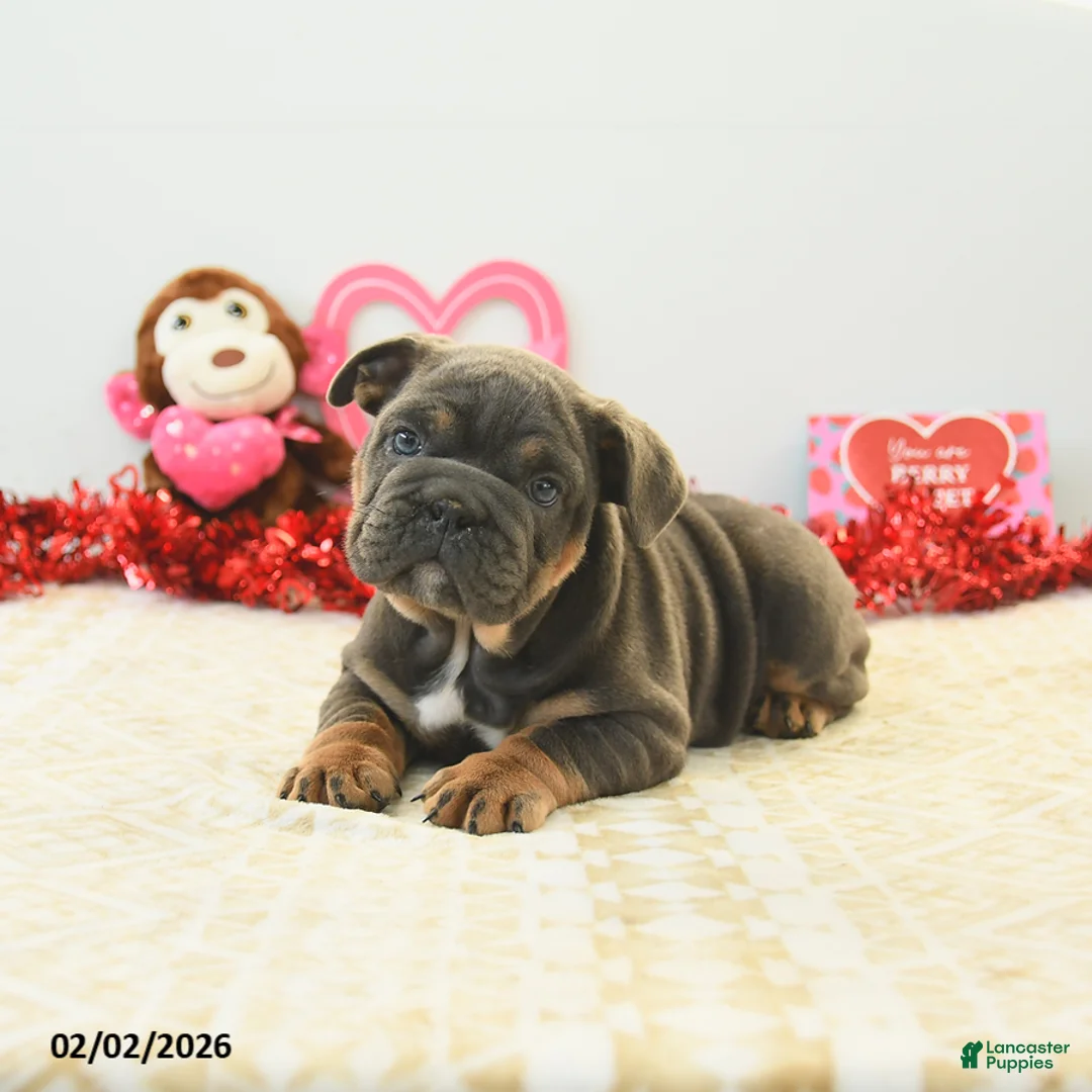 English Bulldog dogs for sale: Bunny - Ad 5