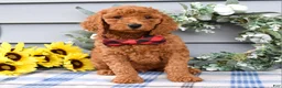 Standard Poodle dogs for sale: Romeo - Ad 6