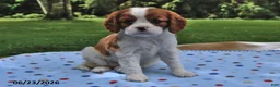 Cavalier King Charles Spaniel dogs for sale: Holly - Ad 4