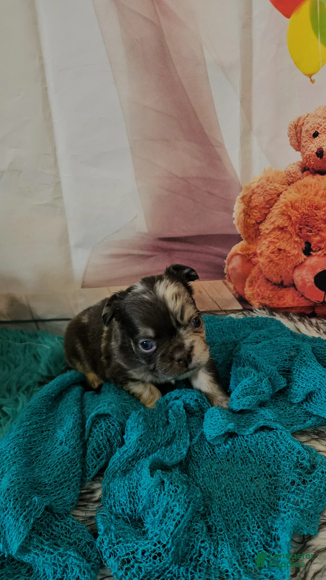 French Bulldog dogs for sale: French Bulldog Puppy 5 - Ad 2