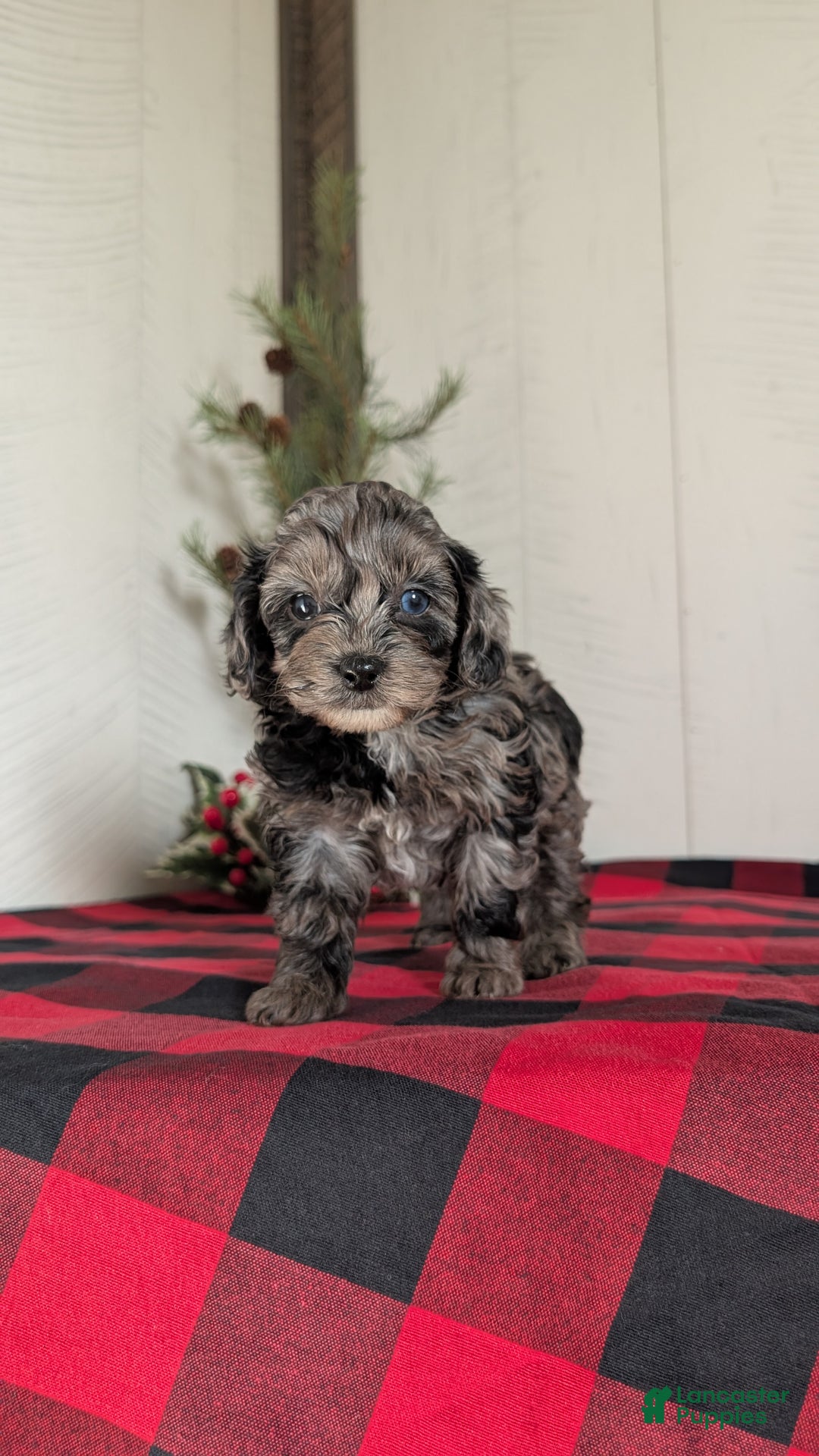 Cockapoo dogs for sale: Sophie - Ad 7