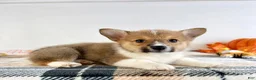 Welsh Corgi Pembroke dogs for sale: CKC Hobie - Ad 3