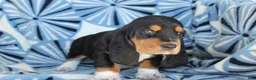 Basset Hound dogs for sale: Mr. Socks - Ad 4