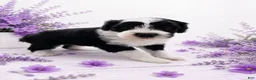 Sheepadoodle dogs for sale: Jax💙SheepaDoodle - Ad 19