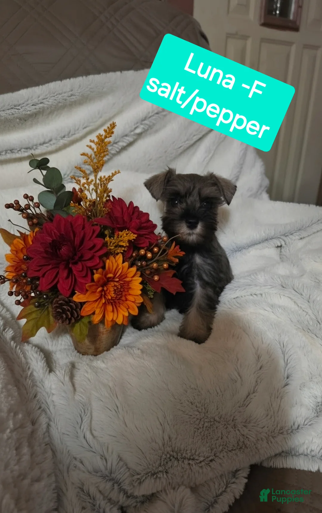 Miniature Schnauzer dogs for sale: Miniature Schnauzer 5 - Ad 1