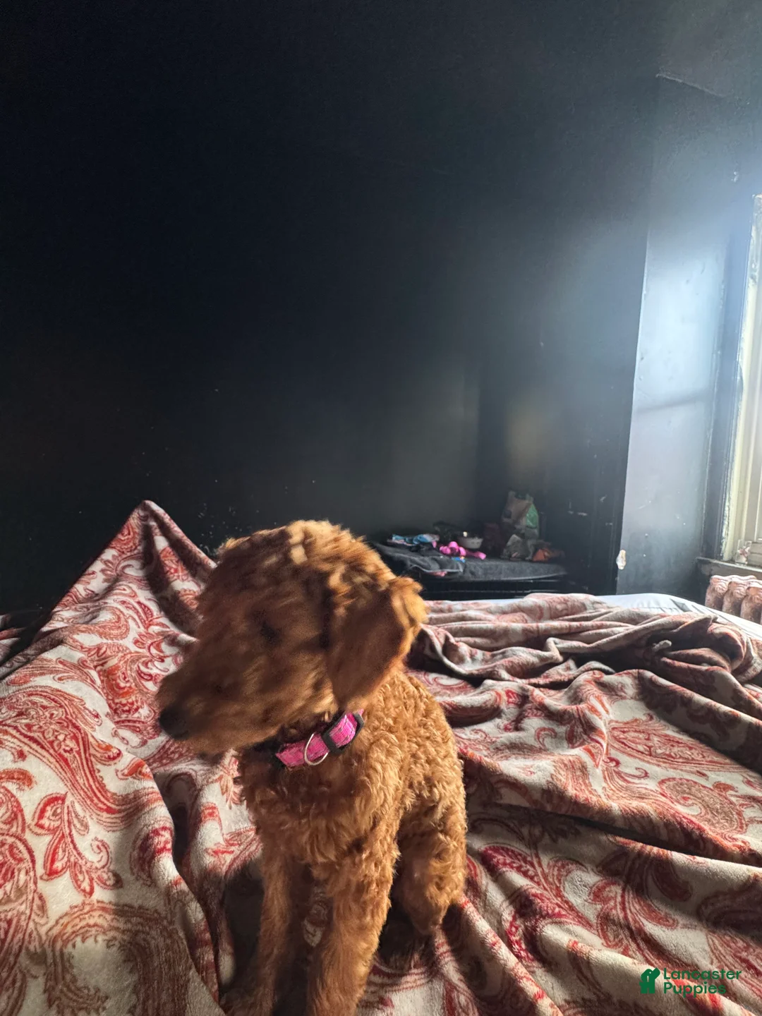 Toy Poodle dogs for sale: Chai - Ad 3