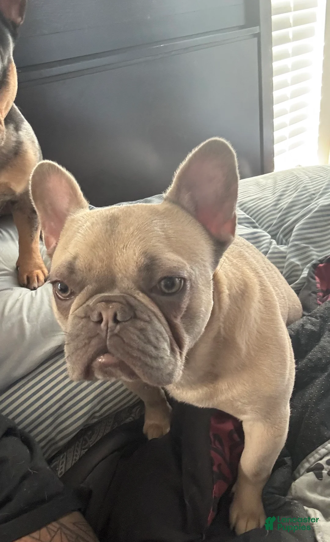 French Bulldog dogs for sale: Zyra - Ad 4
