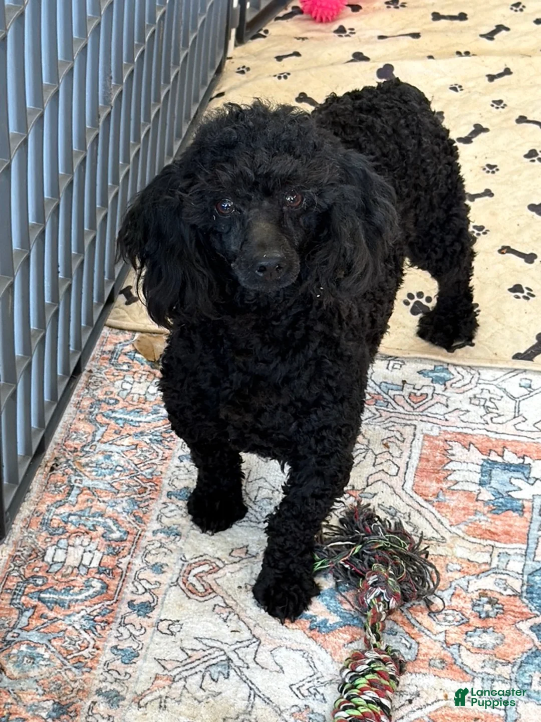 Miniature Poodle dogs for sale: Ebony - Ad 3