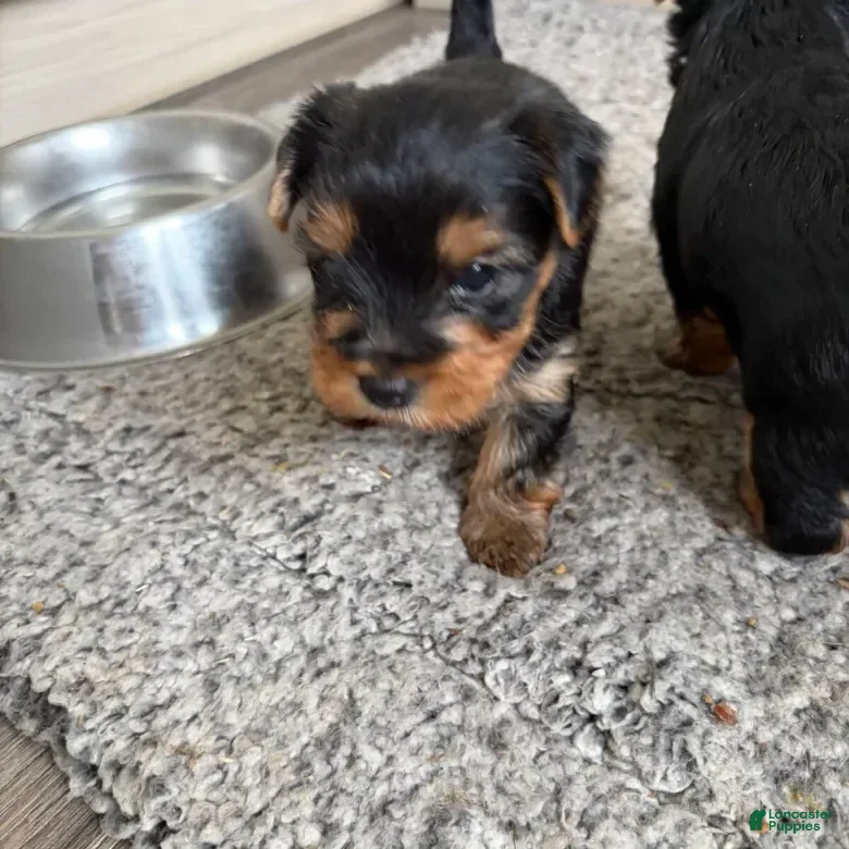 Yorkshire Terrier dogs Yorkshire Terrier 3 - Ad 11