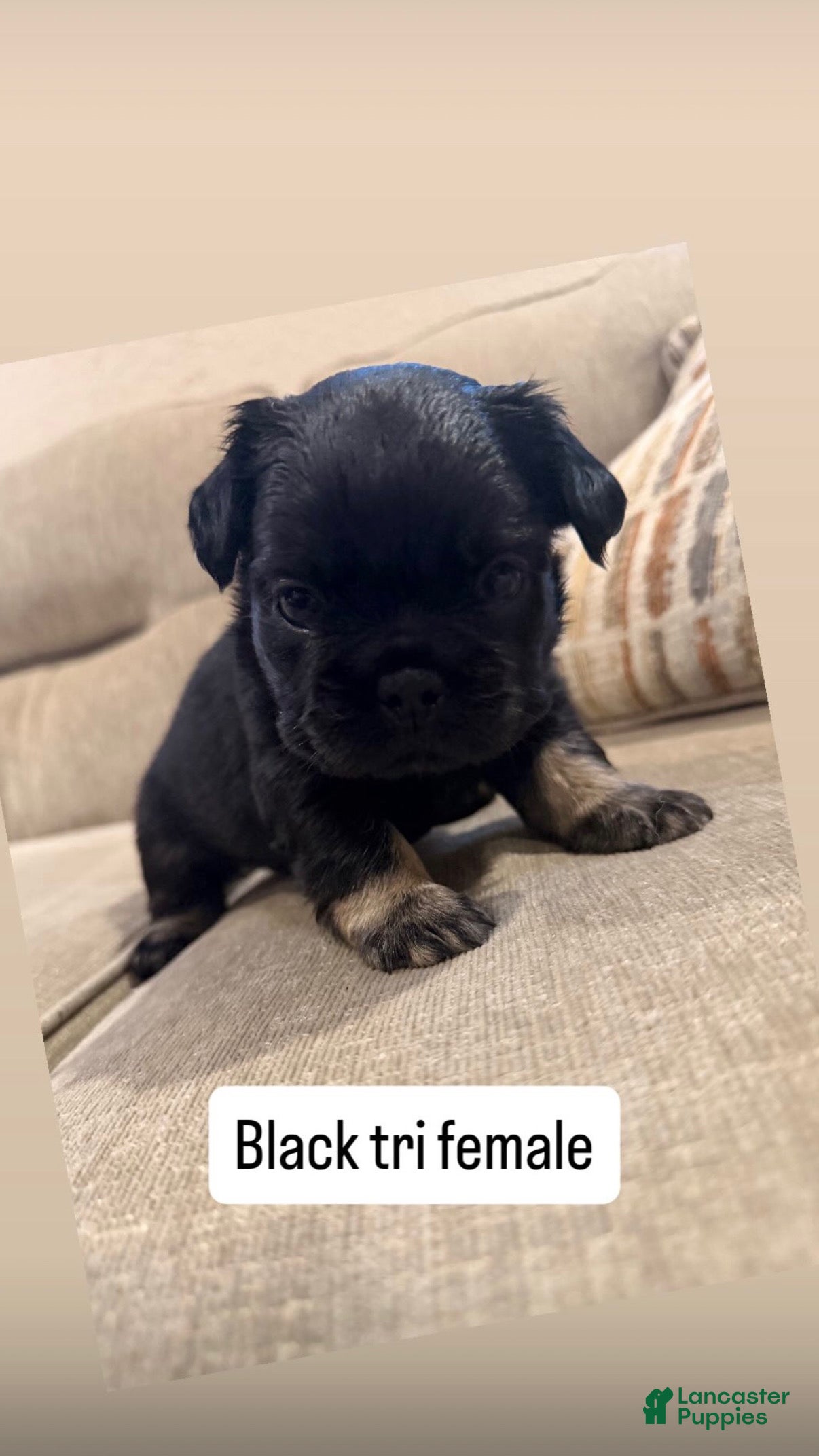 French Bulldog dogs French Bulldog 3 - Ad 1